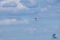 20240913-Saint-cyp-127.jpg