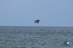 20250426-Franqui-wing-094.jpg