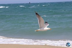20260627-Marinade-Franqui-040.jpg