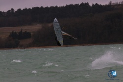20220313-Ganguise-071.JPG