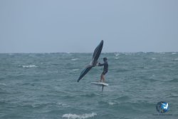 20220923-WIng-marin-053.JPG