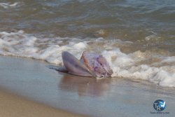 20221105-Franqui--130.JPG