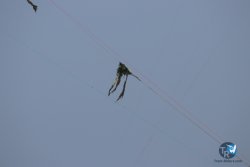 20230527-wing-marende-105.jpg